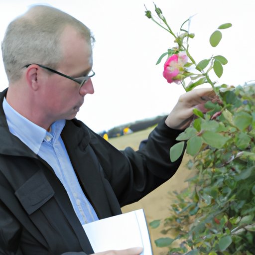 Examining the Climate Needs for Rose Plantings