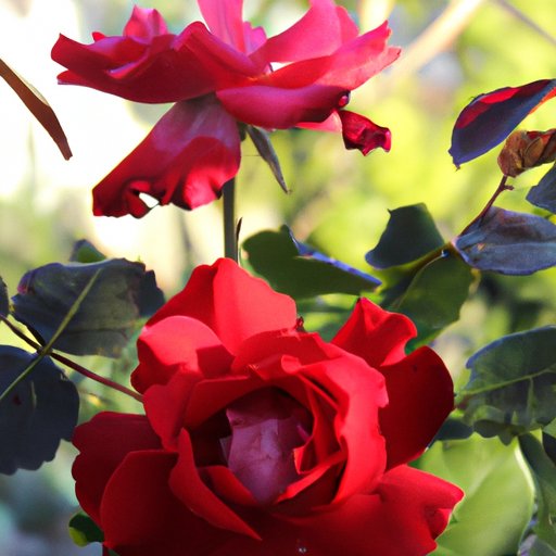 Case Studies: When Gardeners Have Planted Roses with Success