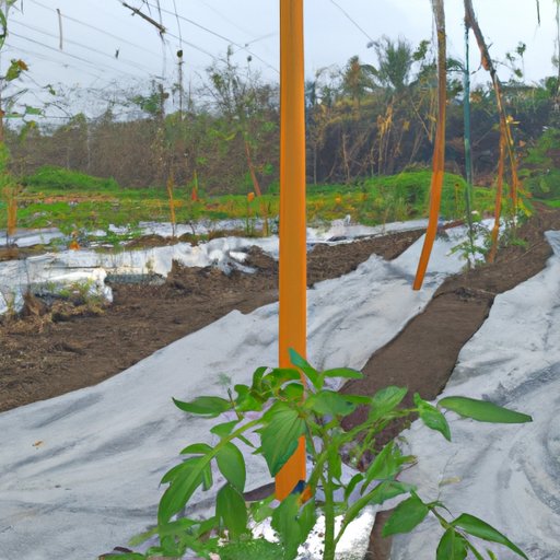 Researching Local Agricultural Practices to Optimize Tomato Planting Timing