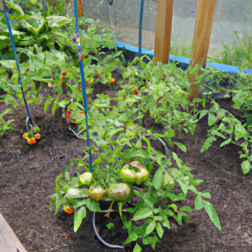 Utilizing Companion Planting Principles to Maximize Tomato Yields