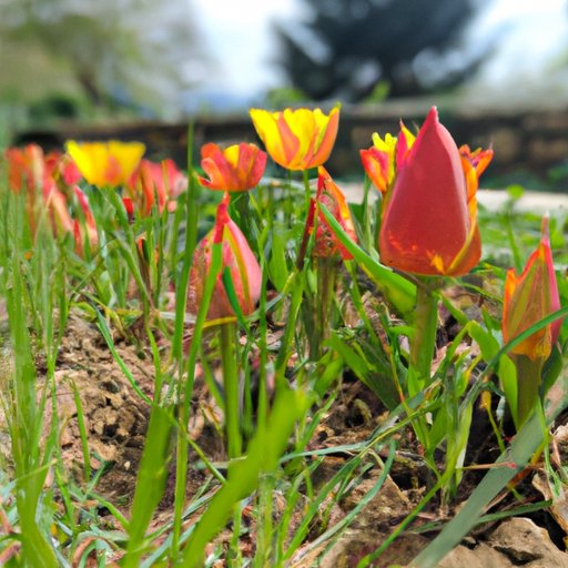 Exploring the Benefits of Planting Tulips at the Right Time