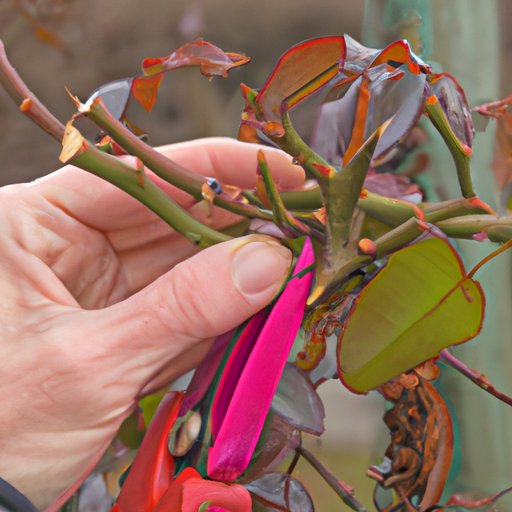 Examining the Benefits of Pruning Roses in Different Seasons