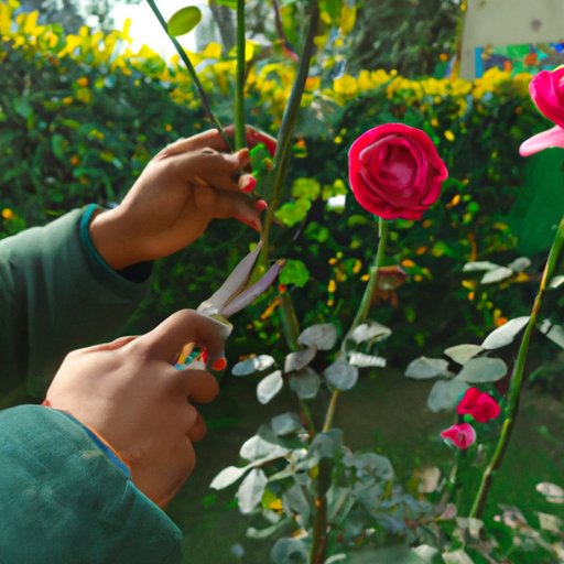 Definition of Pruning and Benefits of Pruning Roses