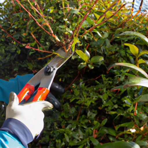 Strategies for Pruning Bushes for Maximum Aesthetic Impact
