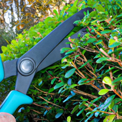 Identifying the Best Time of Year to Trim Bushes