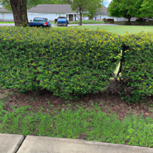 What to Consider Before Trimming Bushes