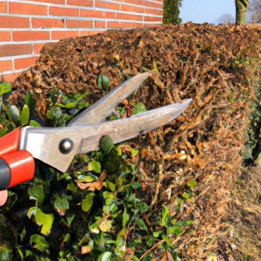 Benefits of Properly Timed Pruning for Healthy Bushes
