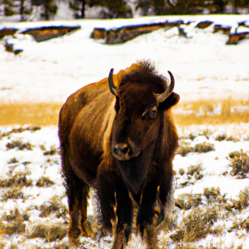 Exploring the Wildlife of Yellowstone at Different Times of Year