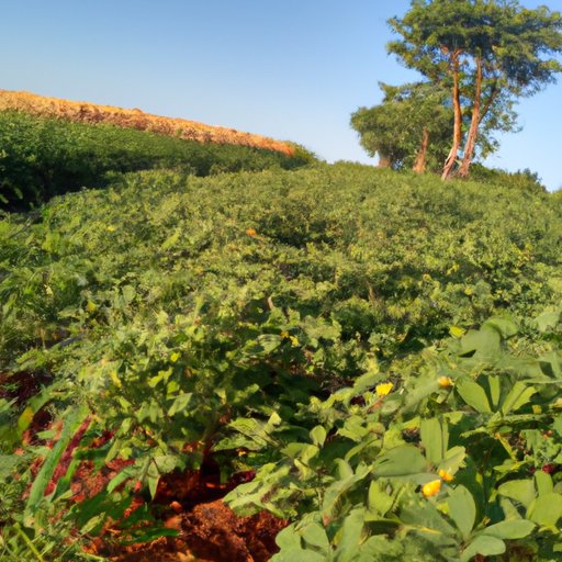 How Sustainable Peanut Farming Practices are Increasing Yields
