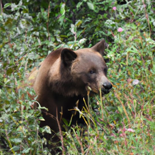 Evaluating the Impact of Human Interaction on Bear Behavior