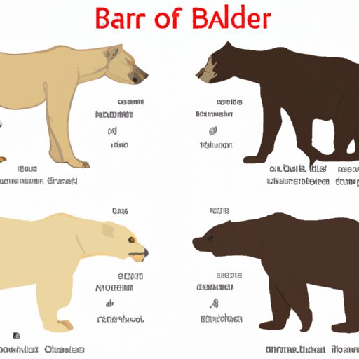 Comparing the Physical Attributes of Different Bear Species