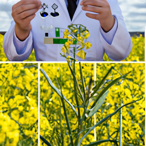 Investigating the Factors that Drive Canola Production