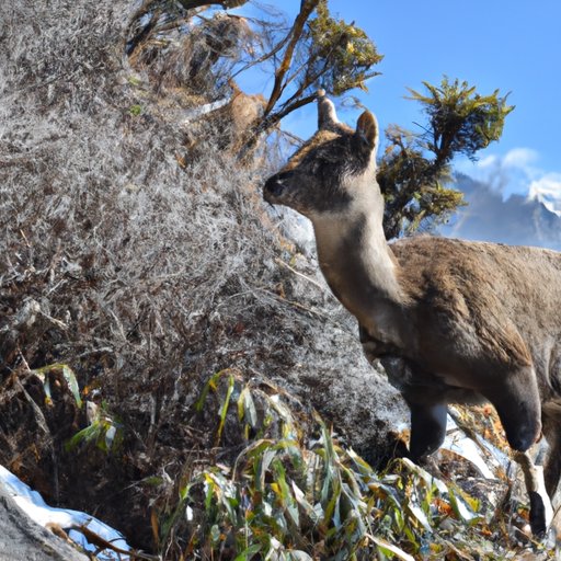Wildlife in the Himalayas: A Closer Look