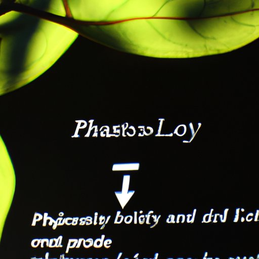 A Closer Look at the Role of Light Energy in Photosynthesis