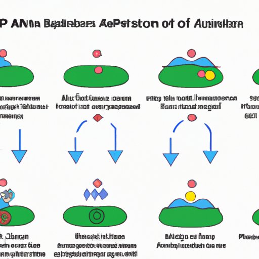 An Overview of the ATP Production in Each Stage of Cellular Respiration