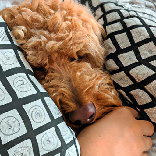 How to Make Sure Your Dog is Comfortable When Sleeping With You