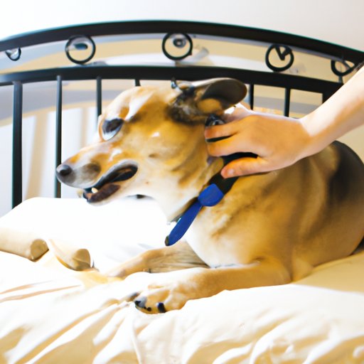 What to Do When Your Dog is Excessively Scratching the Bed