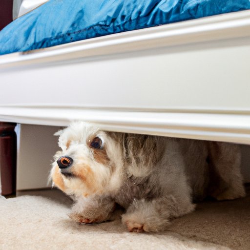Uncovering the Benefits of Sleeping Under the Bed for Dogs