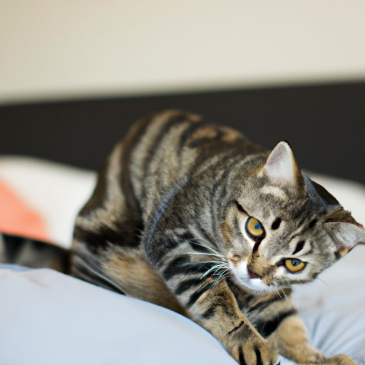 Understanding Cat Behavior and Why They Urinate on Beds