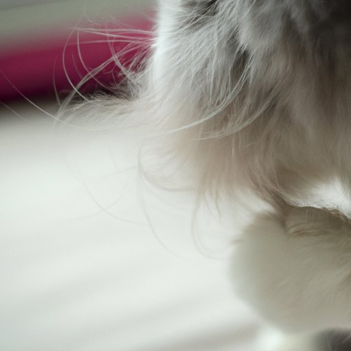 Unraveling the Mystery of Hair Eating in Cats
