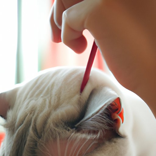 What to Do If Your Cat is Eating Your Hair
