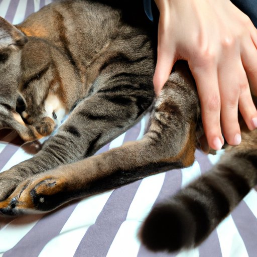 How to Encourage Positive Kneading Habits in Your Cat