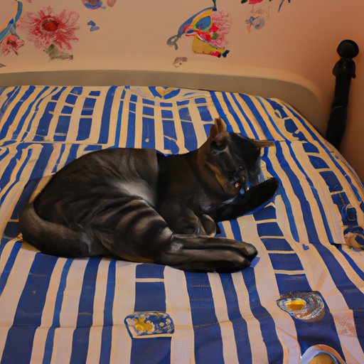 Investigating the Reasons Cats Choose to Sleep on Beds