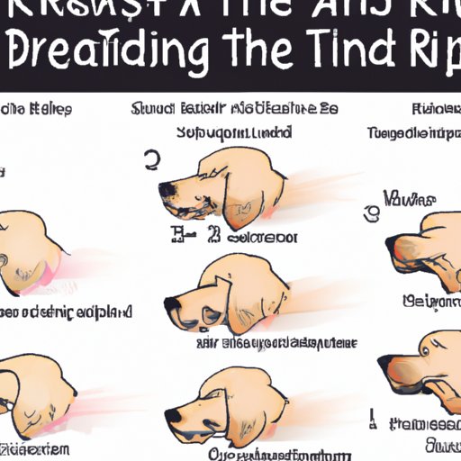 Causes and Signs of Rapid Breathing in Dogs While Sleeping