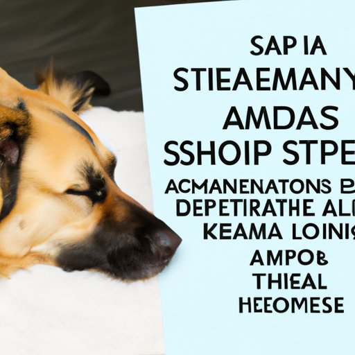 How to Tell if Your Dog is Experiencing Sleep Apnea