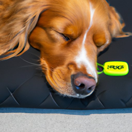 Help Your Dog Sleep Better and Reduce Rapid Breathing Through Exercise and Training