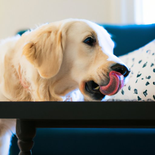 The Science Behind Dogs Licking Furniture