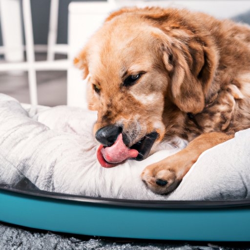 What Could be Wrong If Your Dog is Licking Their Bed Excessively
