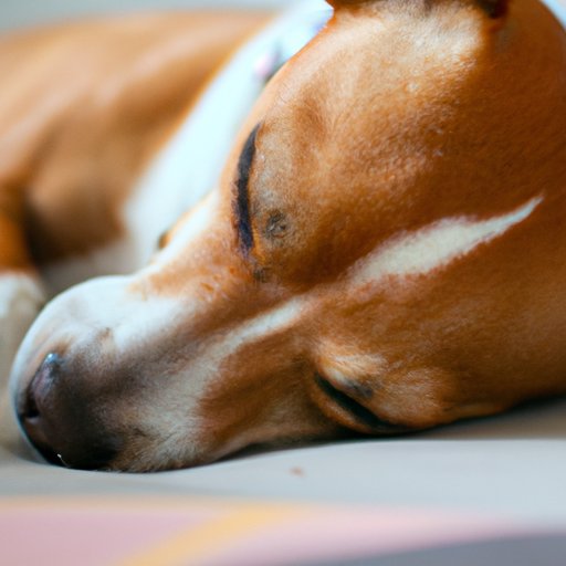 Uncovering the Mysteries Behind Dog Twitching in Sleep