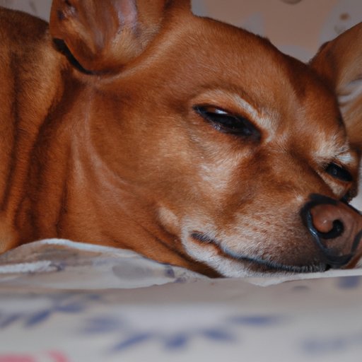 Exploring the Physiological Reasons for Twitching in Dogs During Sleep