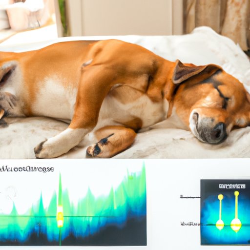 Investigating the Possible Causes of Dog Twitching While Sleeping