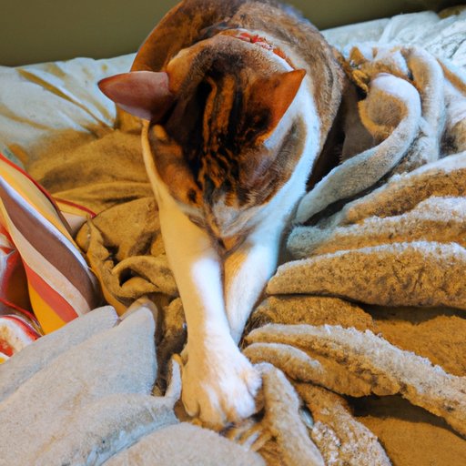 Understanding the Feline Instinct Behind Blanket Kneading