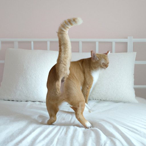 Understanding the Reasons Why Your Cat is Peeing on Your Bed