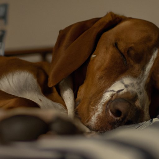Analyzing the Reasons Why Your Dog Is Always Sleeping