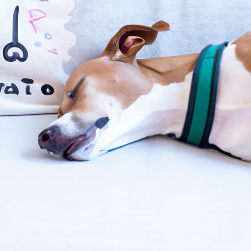 How to Identify and Treat Rapid Breathing in Dogs During Sleep