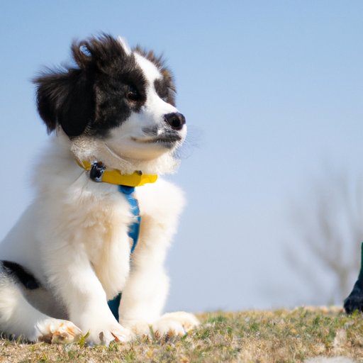 How to Monitor and Promote Healthy Breathing Habits for Your Puppy
