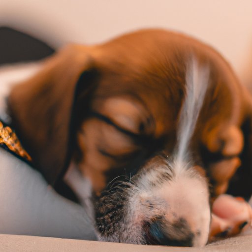 Examining the Reasons Why Your Puppy May Be Breathing Fast While Sleeping