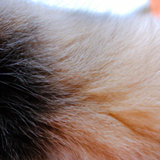 Common Skin Conditions That Can Lead to Hair Loss in Cats