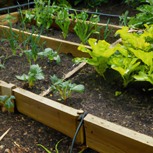 Benefits of Growing Vegetables in Raised Garden Beds