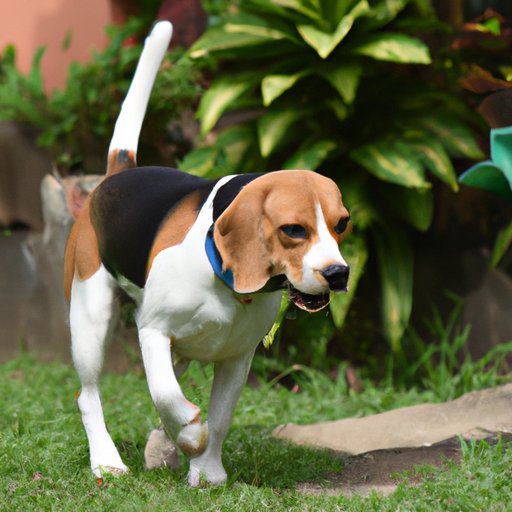 Are Beagles Hunting Dogs? Exploring the Pros and Cons of Using Beagles for Hunting
