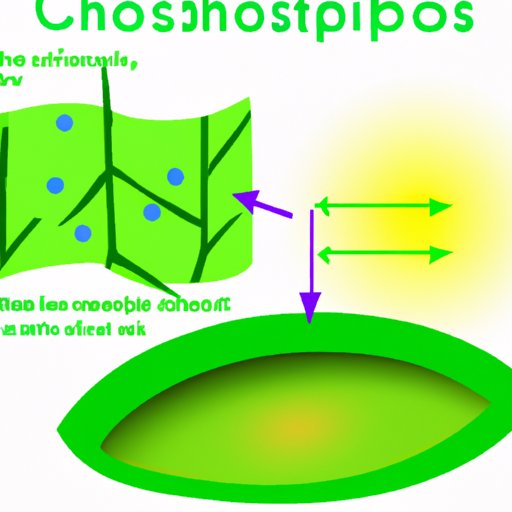 Are Chloroplasts Found in Most Plant Cells? Exploring the Role of Chloroplasts in Plant Cells