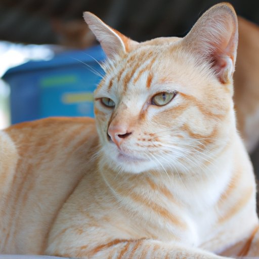 Are Most Orange Cats Male? Exploring the Science Behind the Myth