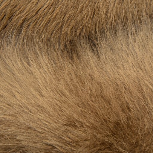 Do All Mammals Have Hair? Exploring the Diversity of Mammalian Hair