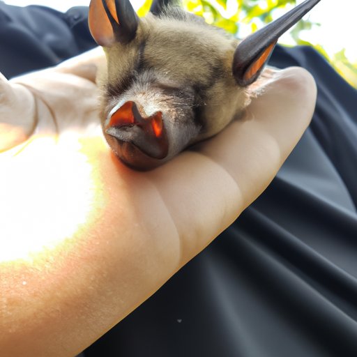 Do Bats Bite Humans While Sleeping? – What You Should Know