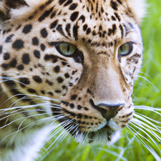 How Many Amur Leopards Are Left in the World? Exploring the Shocking Reality of Their Endangerment