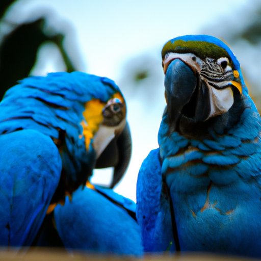 The Blue Macaw: How Many Are Left in the World?